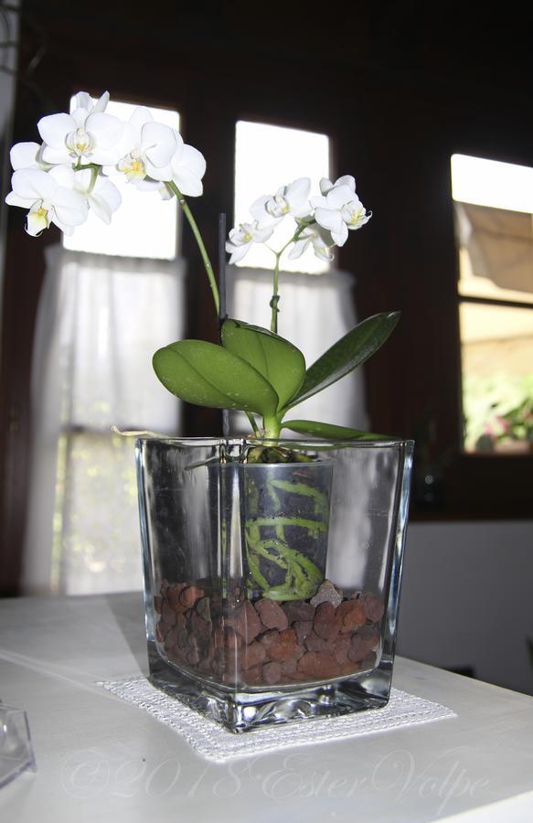 Bed & Breakfast Ca' Di Vissai Arnasco Buitenkant foto